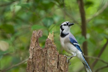 Mavi Jay Ağaç kütüğüne tünemiş