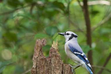 Mavi Jay Ağaç kütüğüne tünemiş
