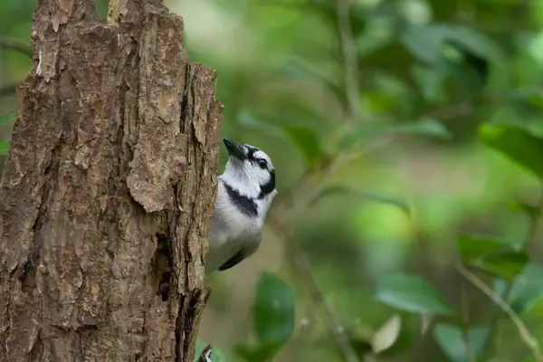 Mavi Jay Ağaç kütüğüne tünemiş