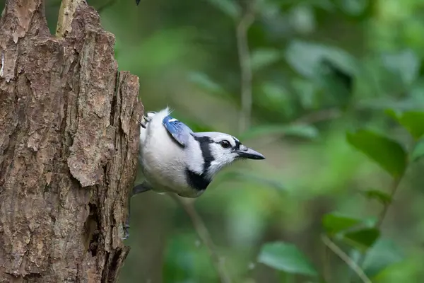  Close up of a Bluejay perched on a branch with beautiful bokeh