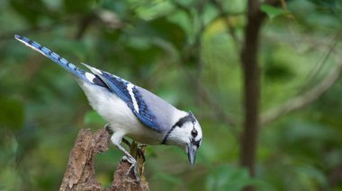  Juvenile Anhinga 'ya yakın bir yerde. 