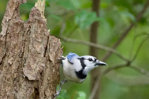  Juvenile Anhinga 'ya yakın bir yerde. 