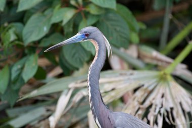 Büyük Mavi Balıkçıl Portresi