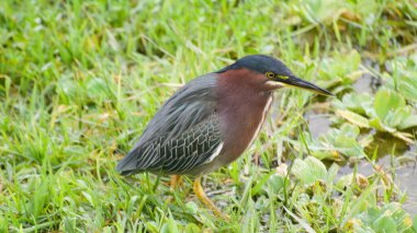 Bataklıktaki Yeşil Balıkçıl