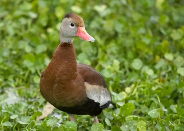 Bataklıktaki siyah göbekli ıslık çalan ördek