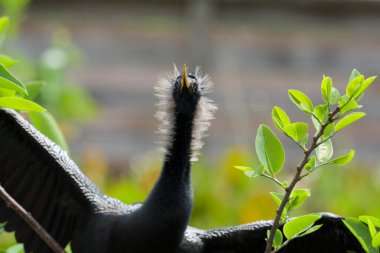 Anhinga on tree branch spreading its wings