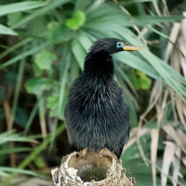 Anhinga on tree branch spreading its wings