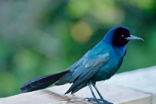  Juvenile Anhinga 'ya yakın bir yerde. 