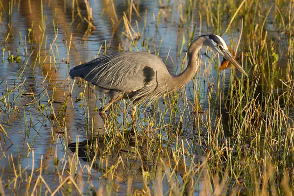 Delray Beach Florida 'daki Green Cay Reserve' in sulak alanlarında Büyük Mavi Haron.