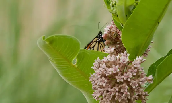 Monarch Beauterfly, Michigan Yarımadası 'nda yerel bir pantolona tünedi.