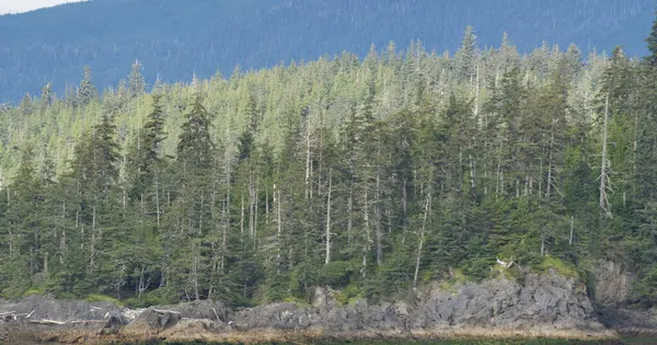  Alaska 'nın iç geçidi, Kraliçe Charlotte Sound' u, sabah ışığında, arka planda dağların güzel bir siluetiyle.