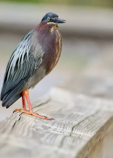 Genç bir Yeşil Balıkçıl, ahşap korkuluklarda fotoğraf için poz veriyor.