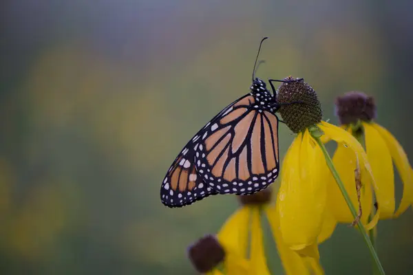 Bir kral kelebeği güzel bir arka planı olan bir mısır çiçeğinin üzerinde
