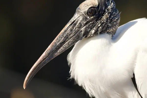 Bir Leyleğin Portresi, yakın plan. 