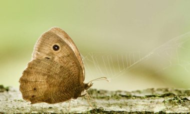 Bir tarafta örümcek ağıyla korkuluklara tünemiş sıradan bir orman perisi.