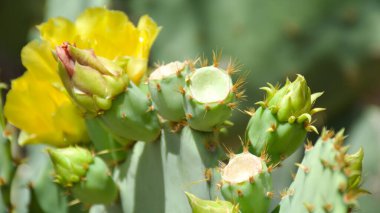 Sarı çiçekli dikenli bir armut kaktüsünün yakın çekimi.