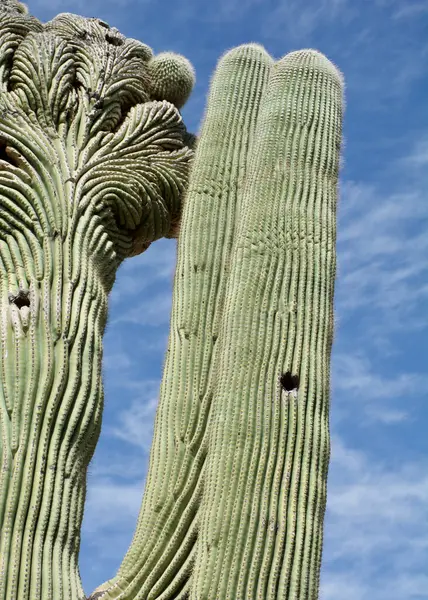 Sarguaro kaktüsü açık bir gökyüzüne karşı dimdik duruyor.