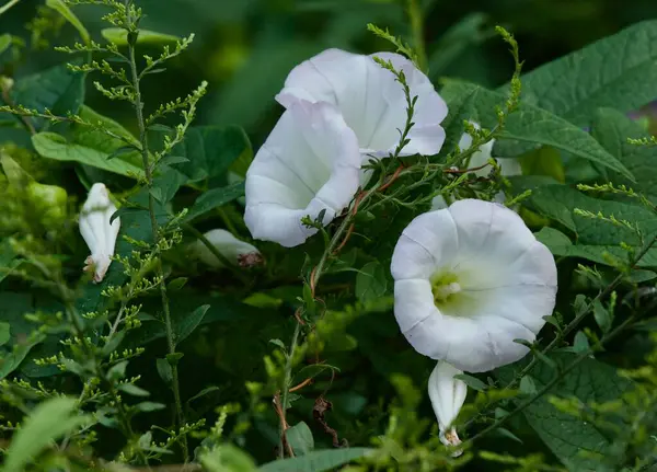Ormanın kıyısındaki çit yosunu.