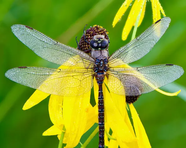 Hawker ya da Darter Mısır çiçeğinin üzerinde dinleniyor.