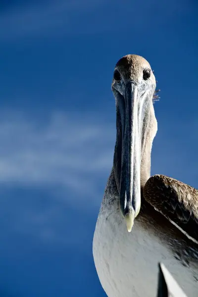 Meraklı bir Kahverengi Pelikan 'ın portresi sana bakıyor..