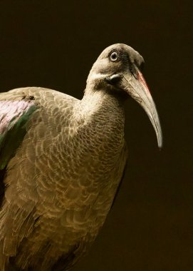 Hada Ibis 'i kapat