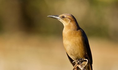 Delray Beach Florida 'daki Green Cay Bataklıkları' nda bir tekne Grackle 'ı takip etti. 