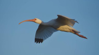 Gün batımından önce uçan beyaz bir Ibis resmi.