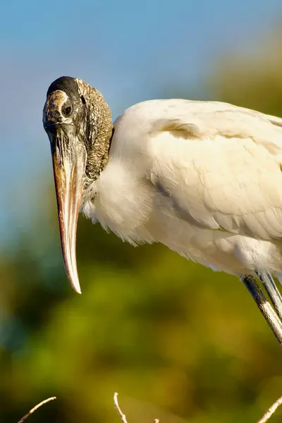 Delray Beach Florida 'daki Wakadohatchee Bataklıkları' nda bir leyleğin yakın çekimi.