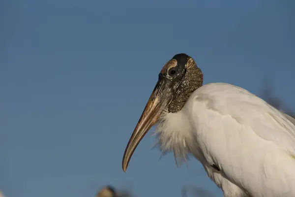Wakadohatchee sulak alanlarında bir leyleğin yakınında. 