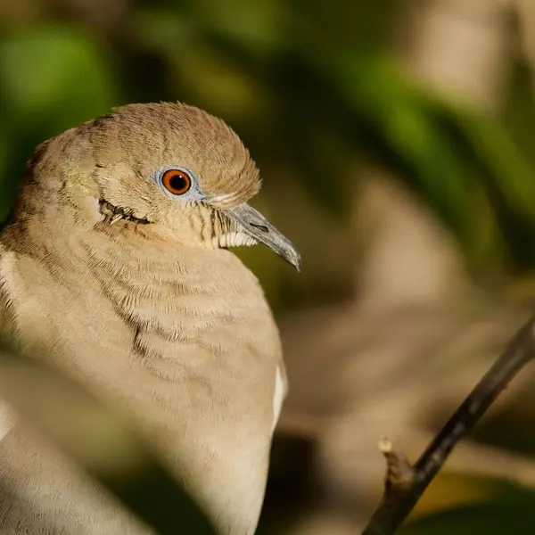 Delray Beach Florida 'daki yeşil sulak alanlarda beyaz kanatlı güvercinin yakın çekimi. 