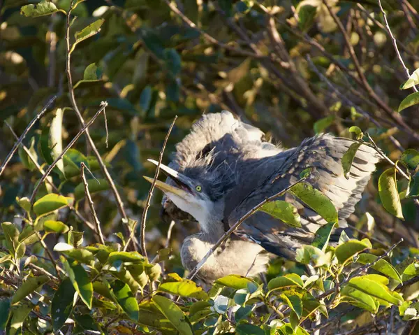 Yavru büyük mavi balıkçıl hala yuvada