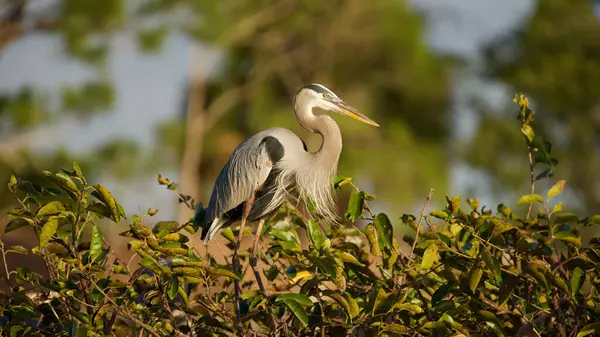 Genç Büyük Mavi Balıkçıl hala yuvada..
