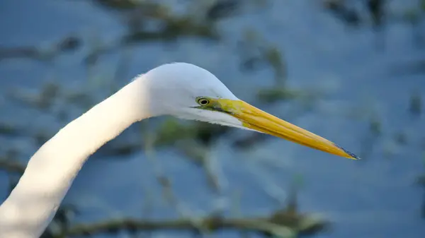 Green Cay sulak alanlarında Büyük Akbalıkçıl 'ın kafasının yakın çekimi.