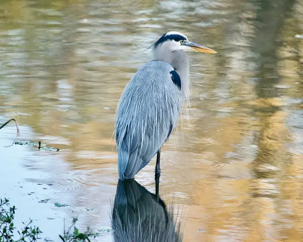 Büyük Mavi Balıkçıl Delray Beach Florida 'daki Great Cay sulak alanlarında huzur içinde duruyor. 