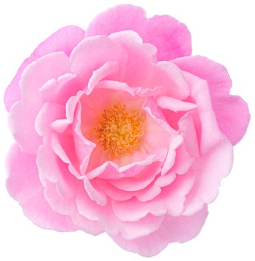 Pink Rose flowers focus stacking close up isolated on white background for love wedding and valentines day.