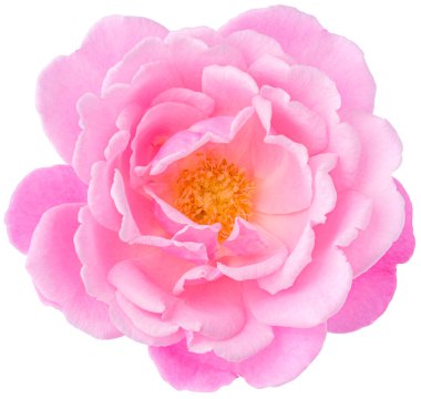 Pink Rose flowers focus stacking close up isolated on white background for love wedding and valentines day.