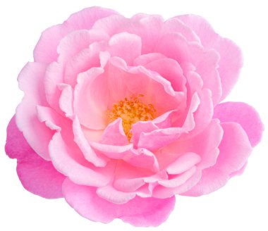 Pink Rose flowers focus stacking close up isolated on white background for love wedding and valentines day.