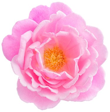 Pink Rose flowers focus stacking close up isolated on white background for love wedding and valentines day.