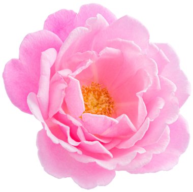 Pink Rose flowers focus stacking close up isolated on white background for love wedding and valentines day.