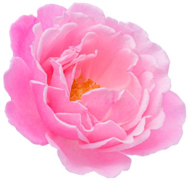 Pink Rose flowers focus stacking close up isolated on white background for love wedding and valentines day.