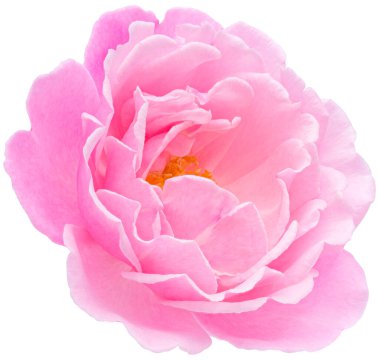 Pink Rose flowers focus stacking close up isolated on white background for love wedding and valentines day.