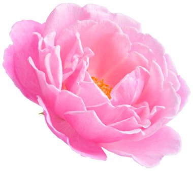 Pink Rose flowers focus stacking close up isolated on white background for love wedding and valentines day.