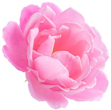 Pink Rose flowers focus stacking close up isolated on white background for love wedding and valentines day.