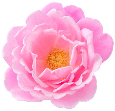 Pink Rose flowers focus stacking close up isolated on white background for love wedding and valentines day.