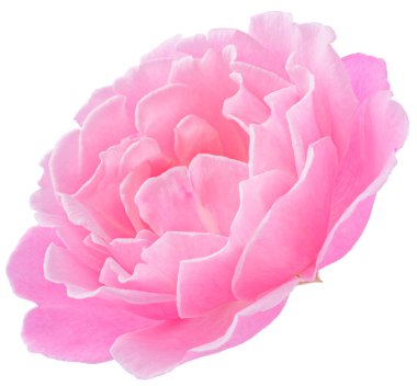 Pink Rose flowers focus stacking close up isolated on white background for love wedding and valentines day.