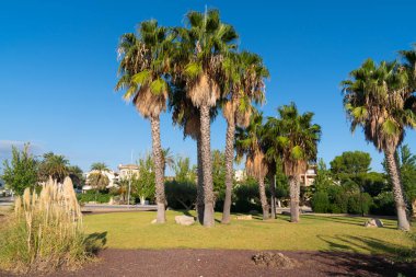 Palmiye ağaçlı park L 'Ampolla İspanya Kosta Dorada Parc de Salut de L' Arenal, Tarragona ili Katalonya