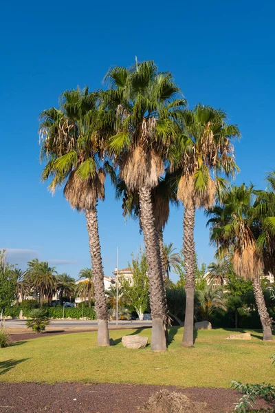 Park Palmami Ampolla Hiszpania Costa Dorada Zwany Parc Salut Arenal — Zdjęcie stockowe