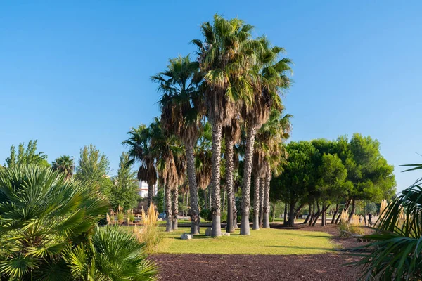 Lampolla Espagne Costa Dorada Parc Salut Arenal Palmiers Dans Parc — Photo