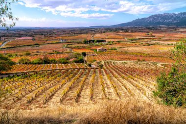 Laguardia Rioja bölgesi İspanya 'nın renkli kırsal bölgelerindeki üzüm bağlarına bakışı