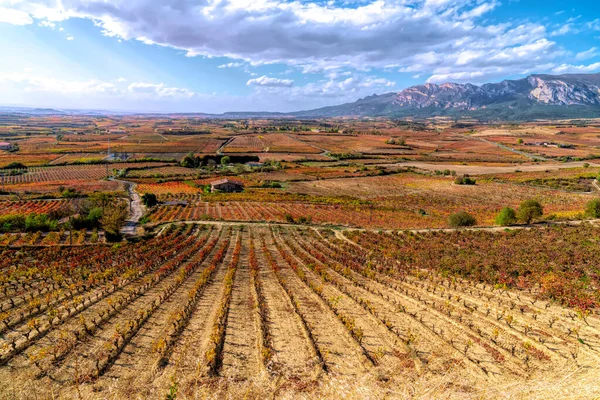 ブドウ畑とブドウの色鮮やかなリオハ地方美しい田園地帯とラグアルディアスペイン — ストック写真